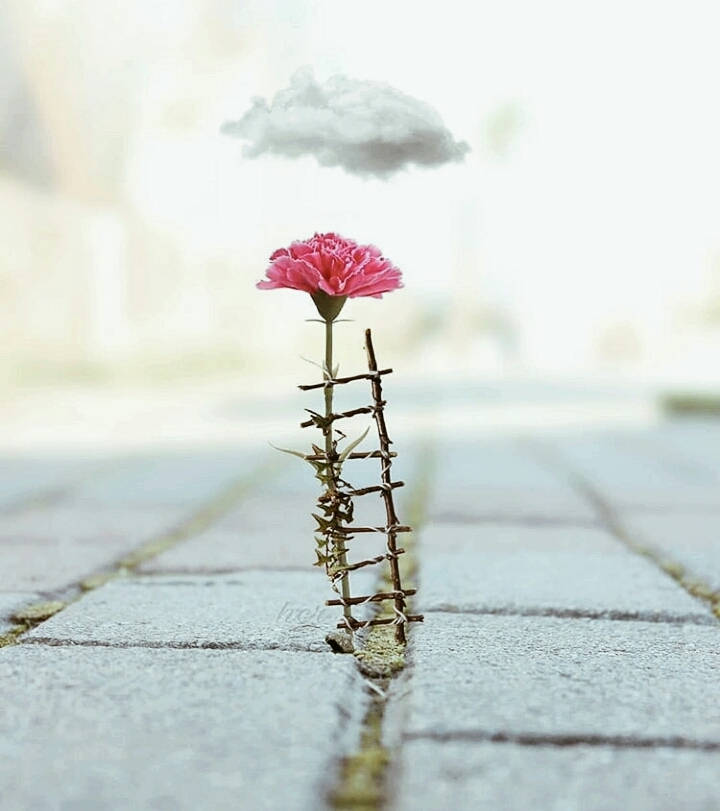 #flower ...