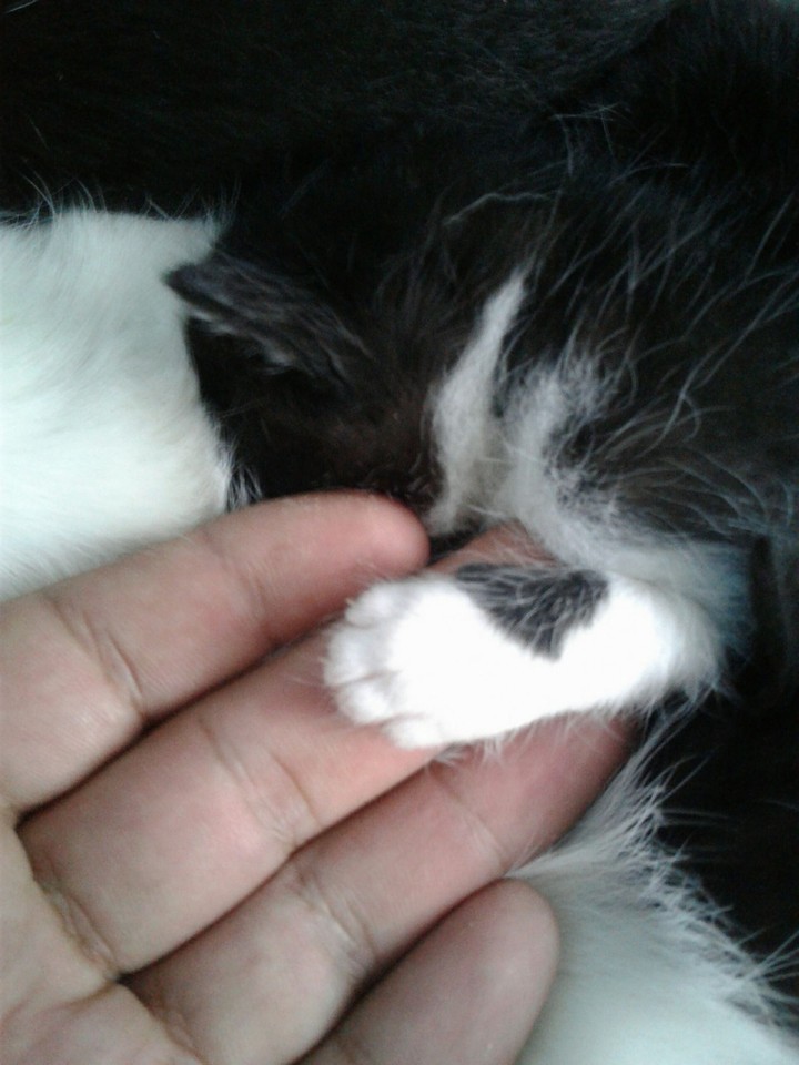 little cat; pequeño gato