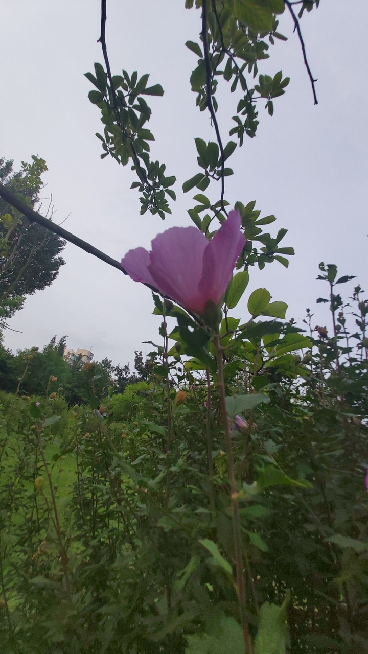 목련잎새사이 무궁화
