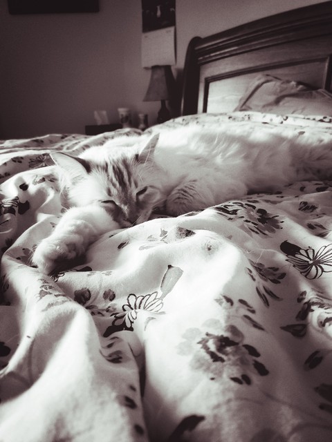 Sleeping cat