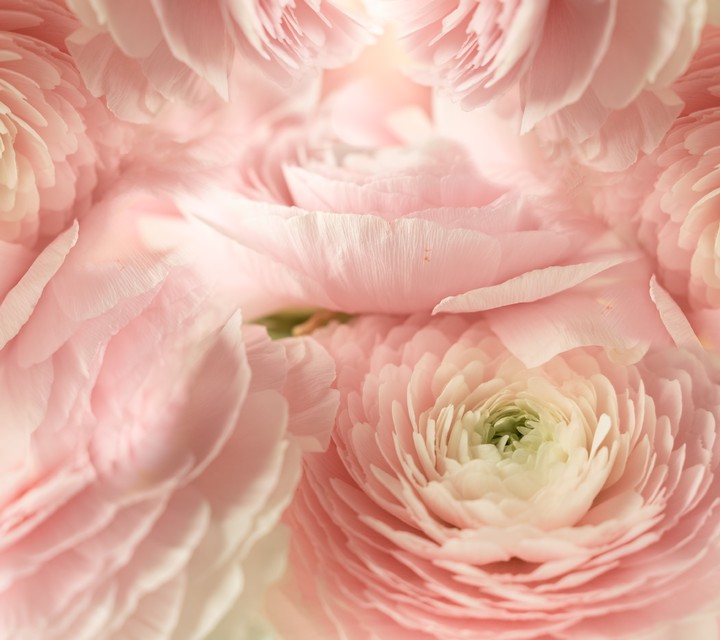 rose gold flower