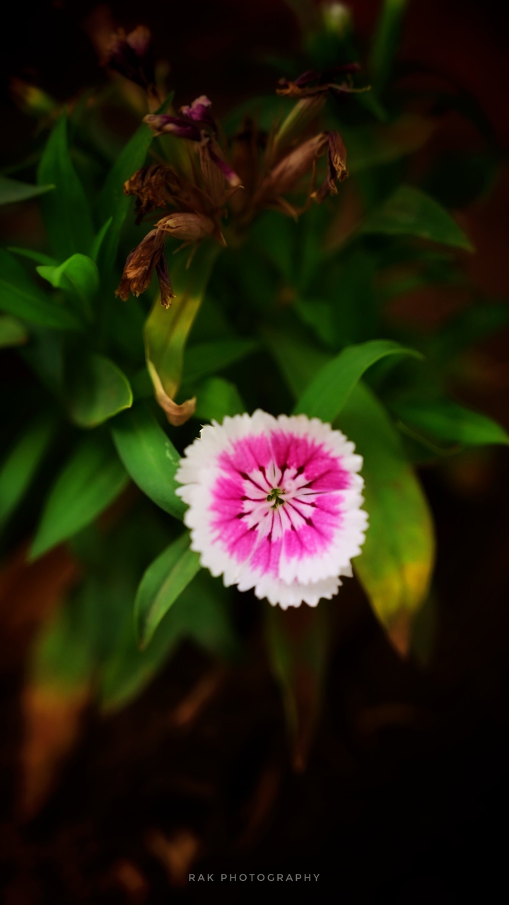 Flower Black