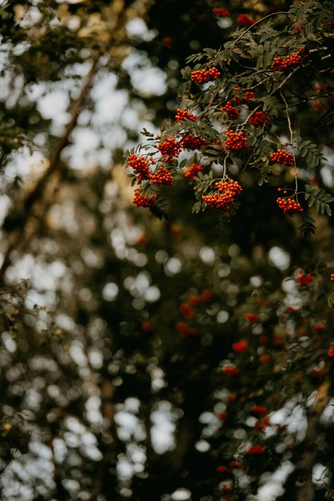 tapety holly, berry