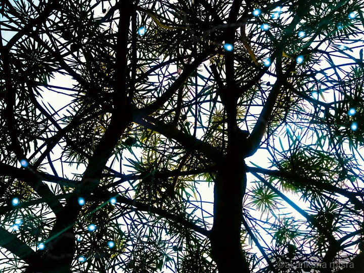 tree lights