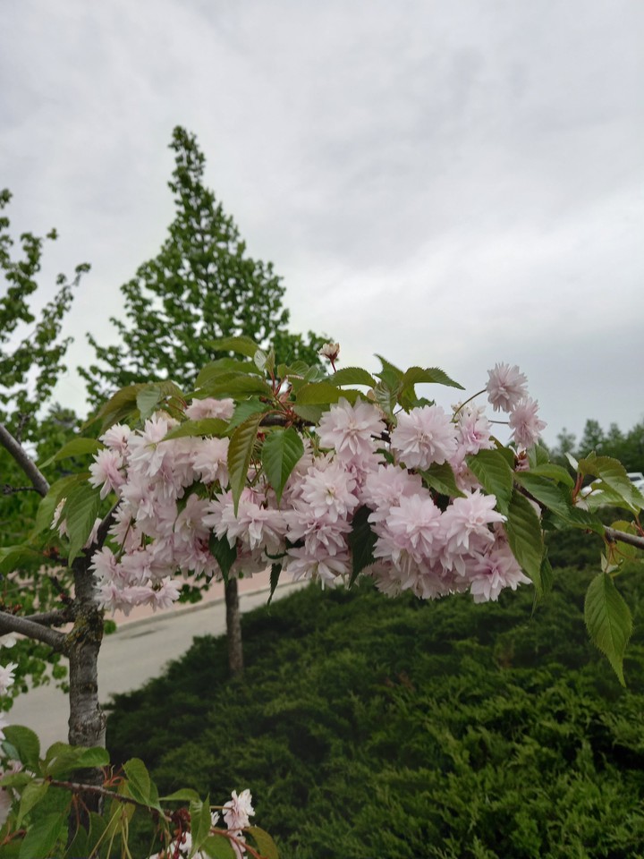 sakura