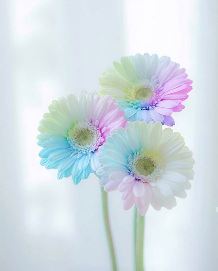 gerbera daisy