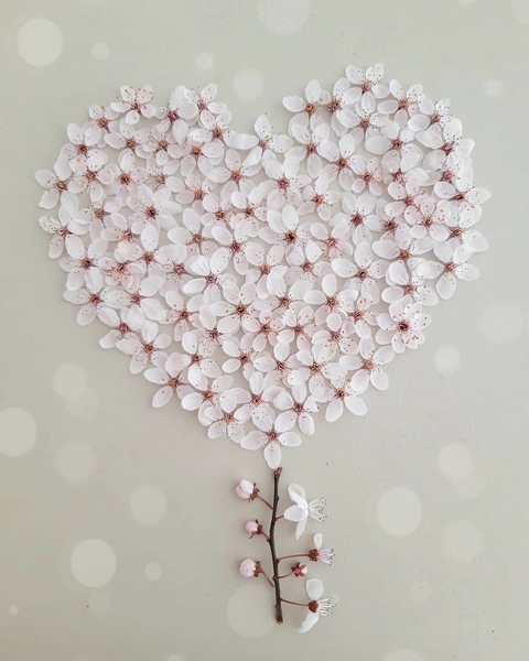 sfondi flower, spring