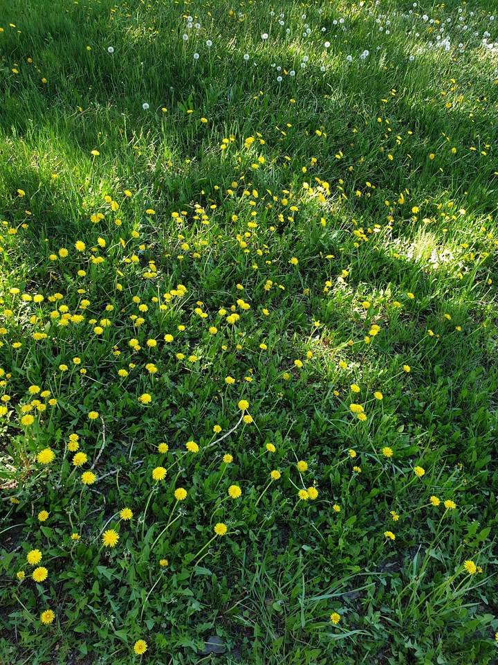 Dandelions