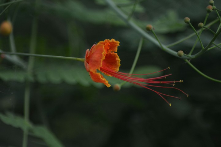 flower@