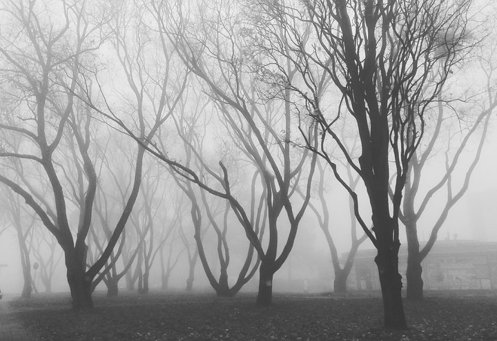 forest?