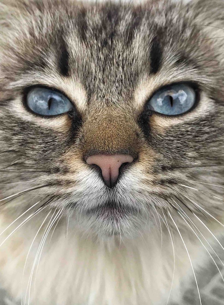 Cat ou un chat