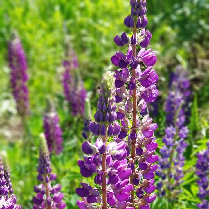 Lupinus