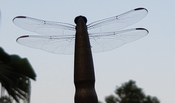 wings