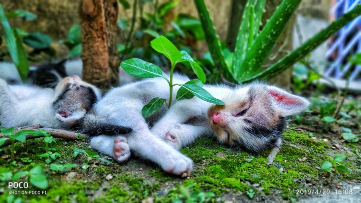Shhhhh....they are sleeping ?