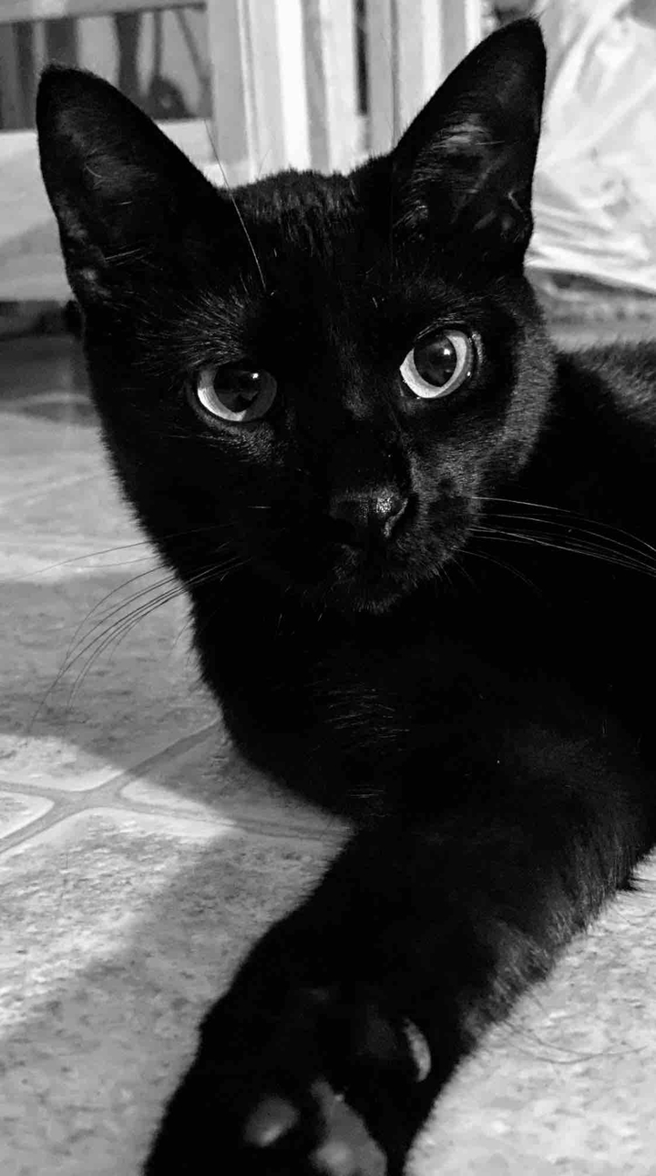 Louis, Black Kitten