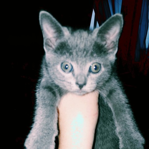 шпалери kitten, cat