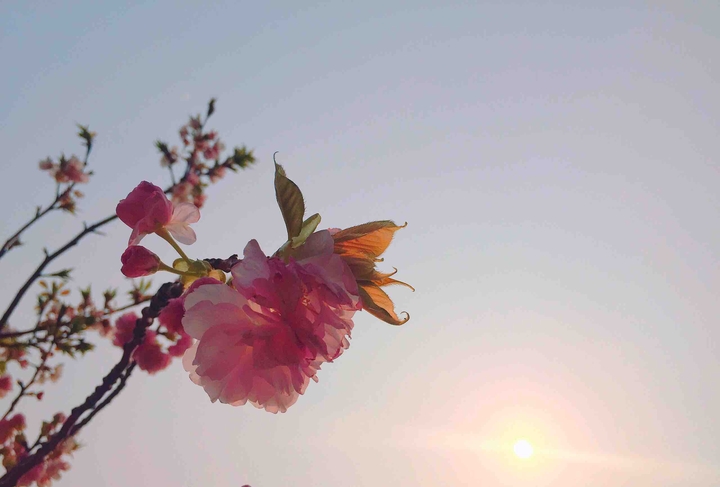 Sakura