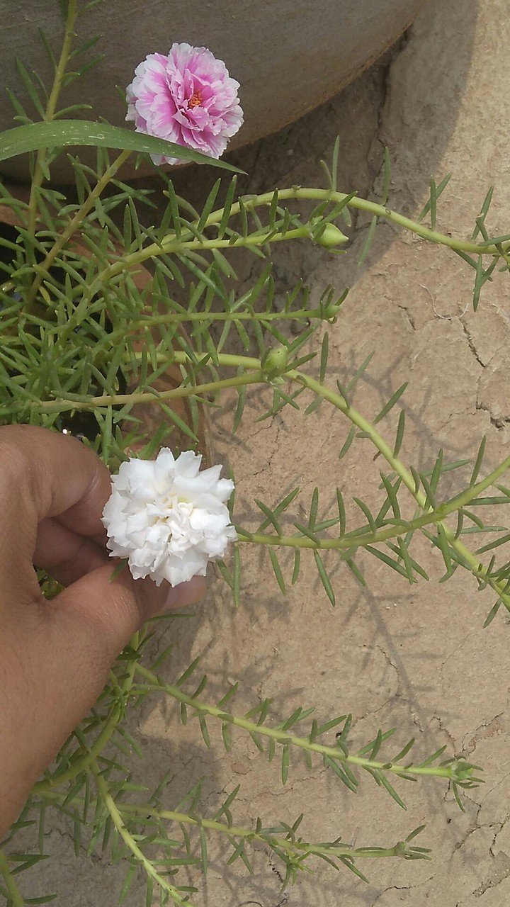 flower