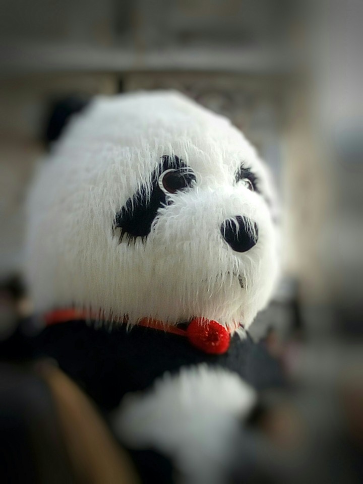 bear