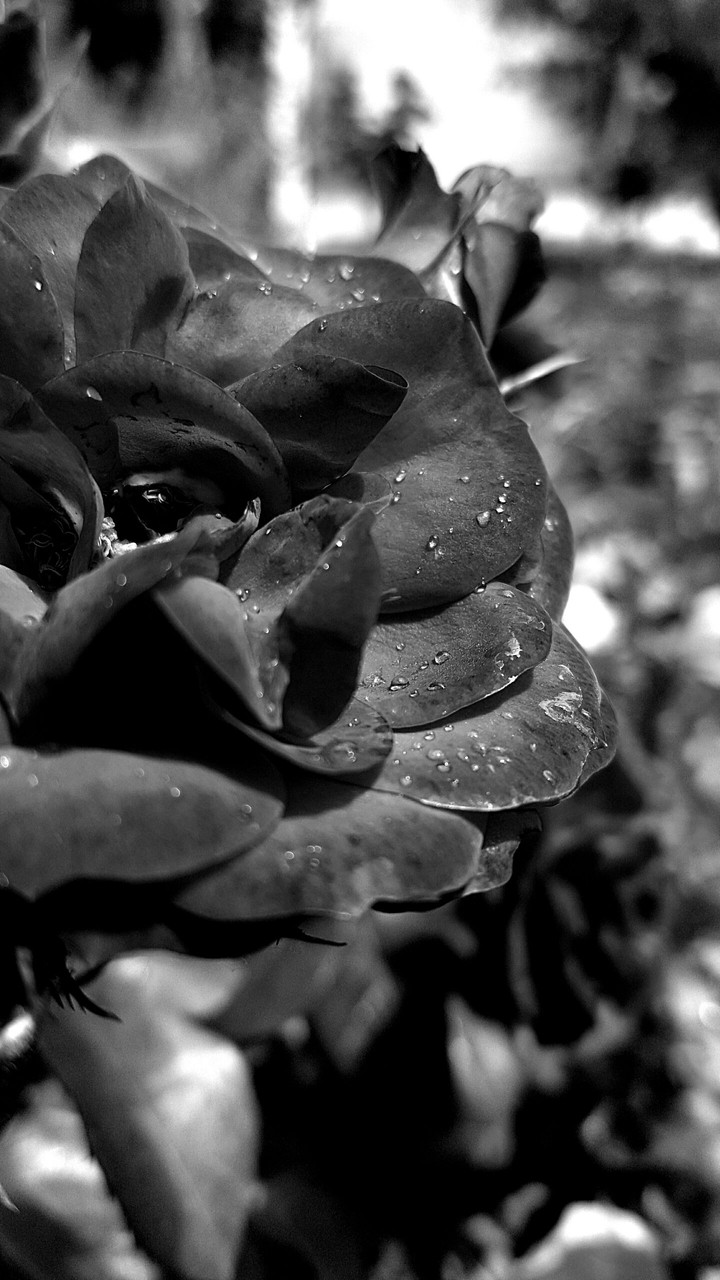 black rose