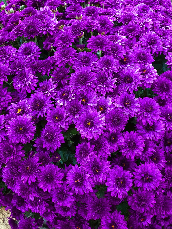 violet