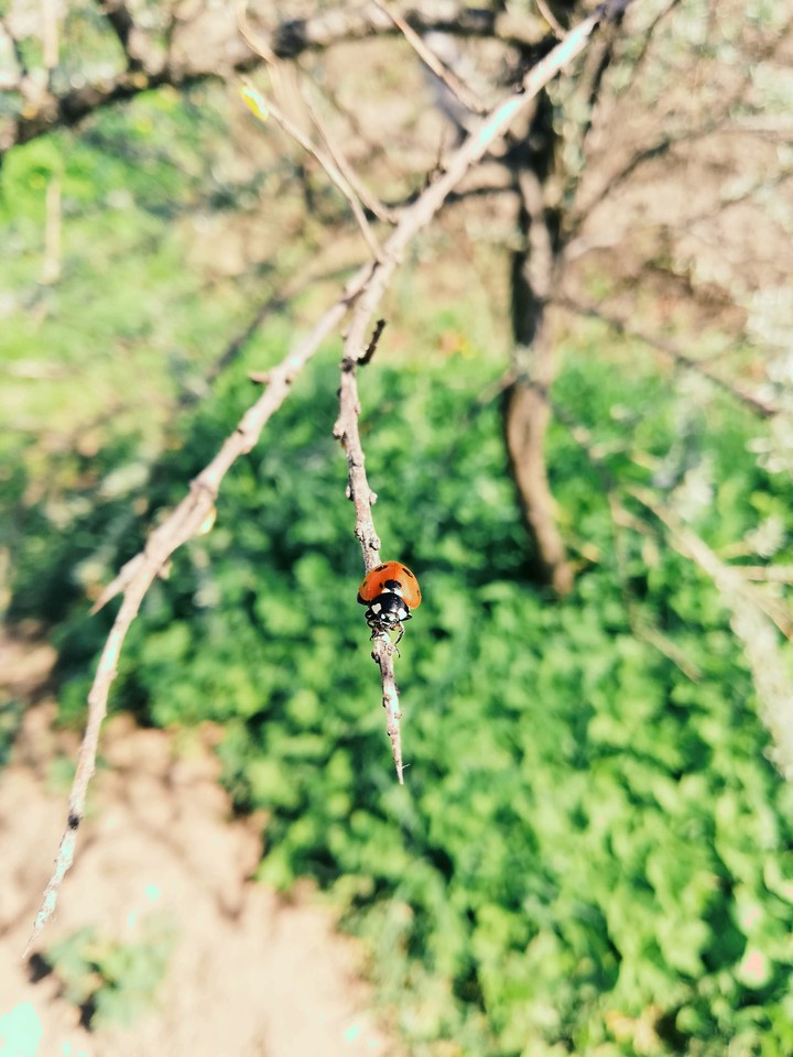 божья коровка