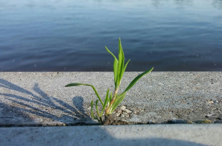 Little green flower in front of the river
