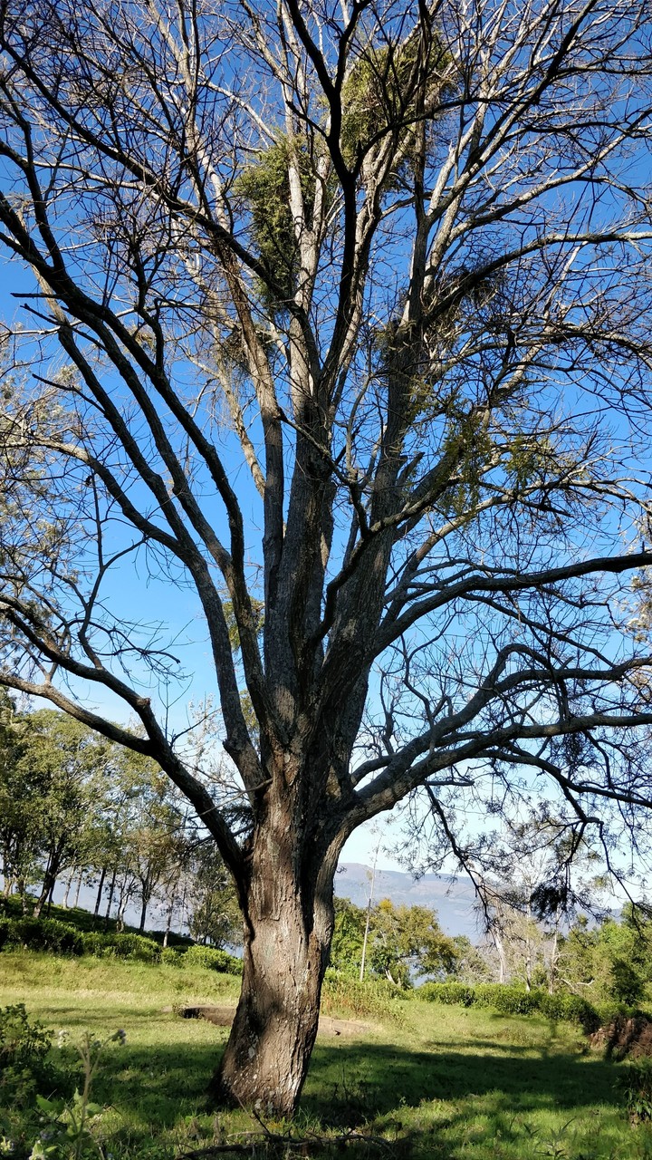 tree