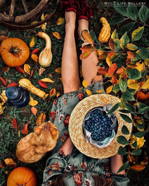 plant, gourd Hintergrundbilder