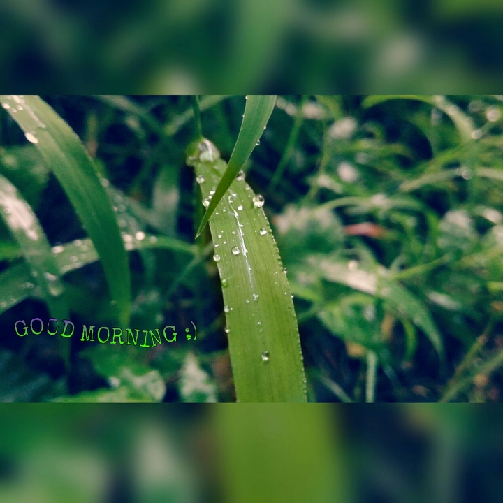 Green grass