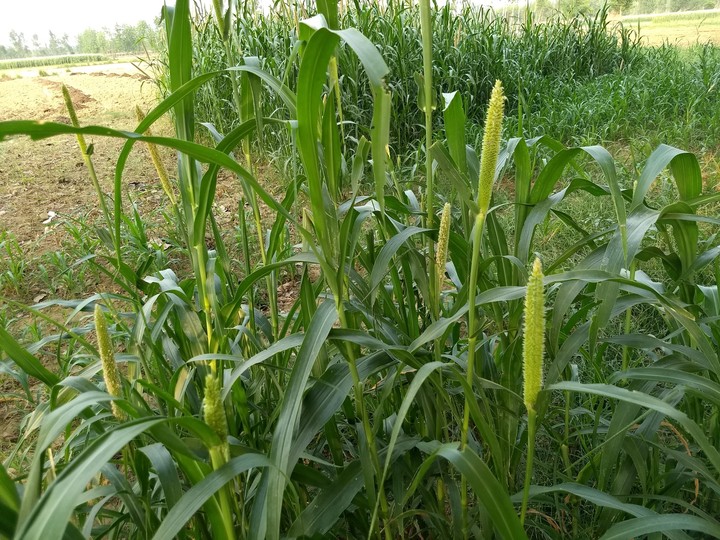 nature #crop_field