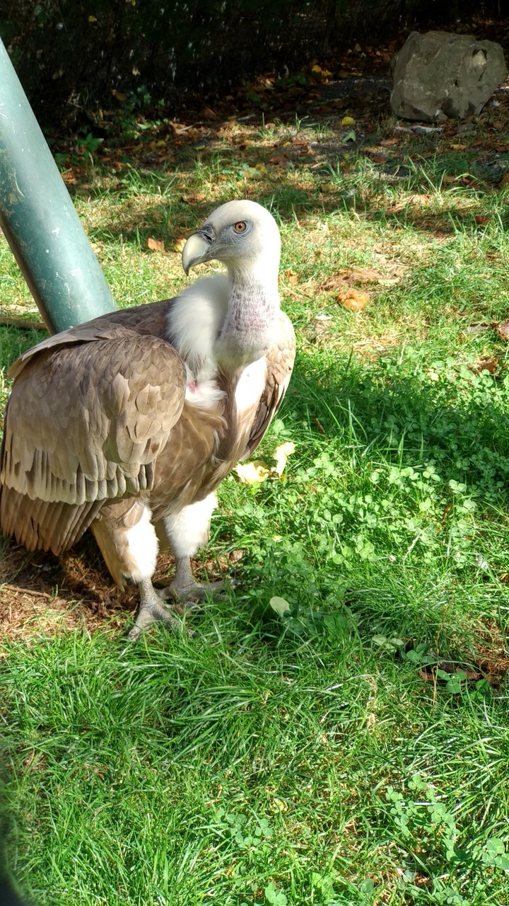 Pairi Daiza