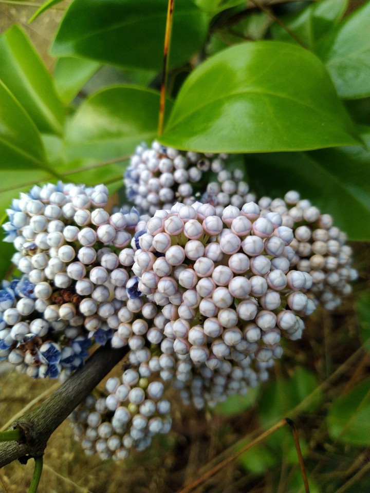 nature Beauty??