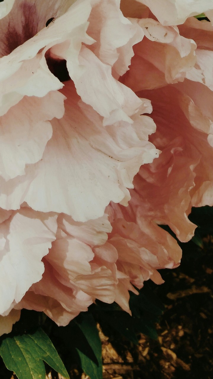 floral