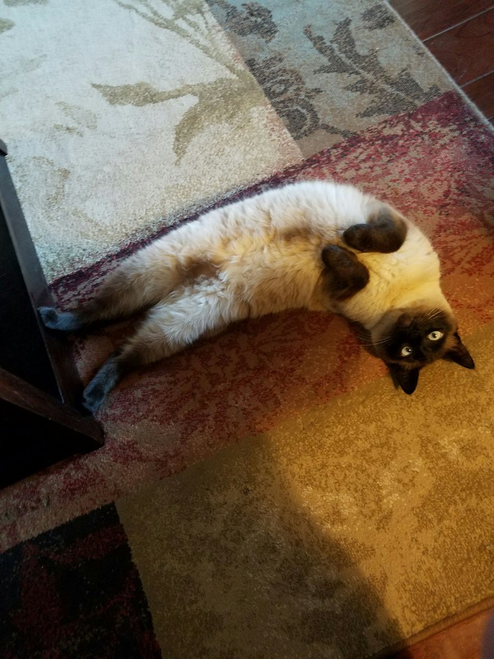 My Sweet Baby Daisy