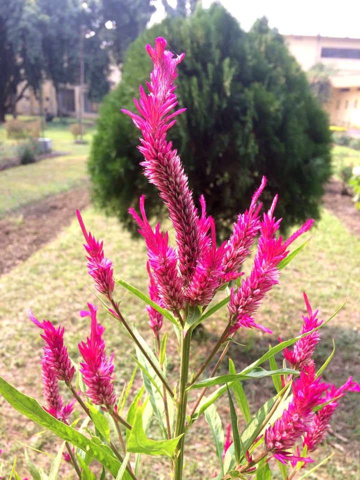 flower