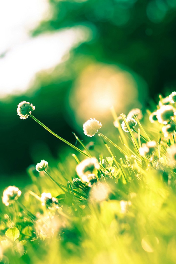 Dandelions