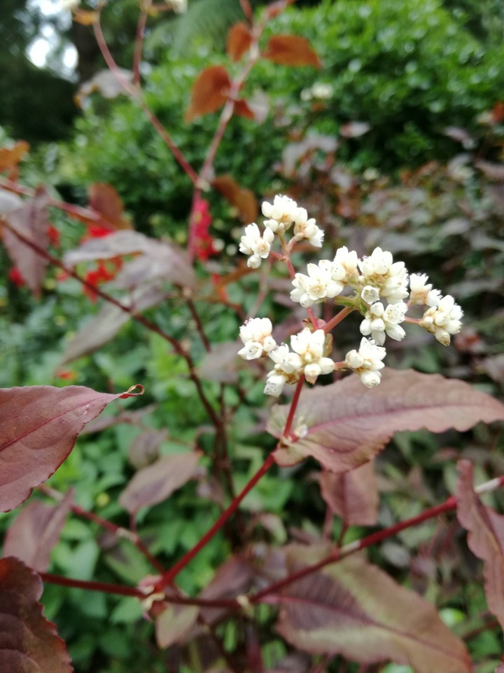 Tiny white flowers