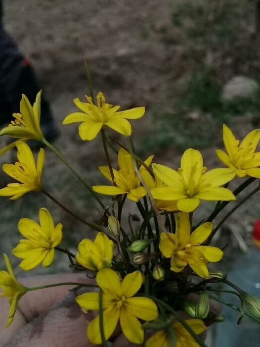 flower