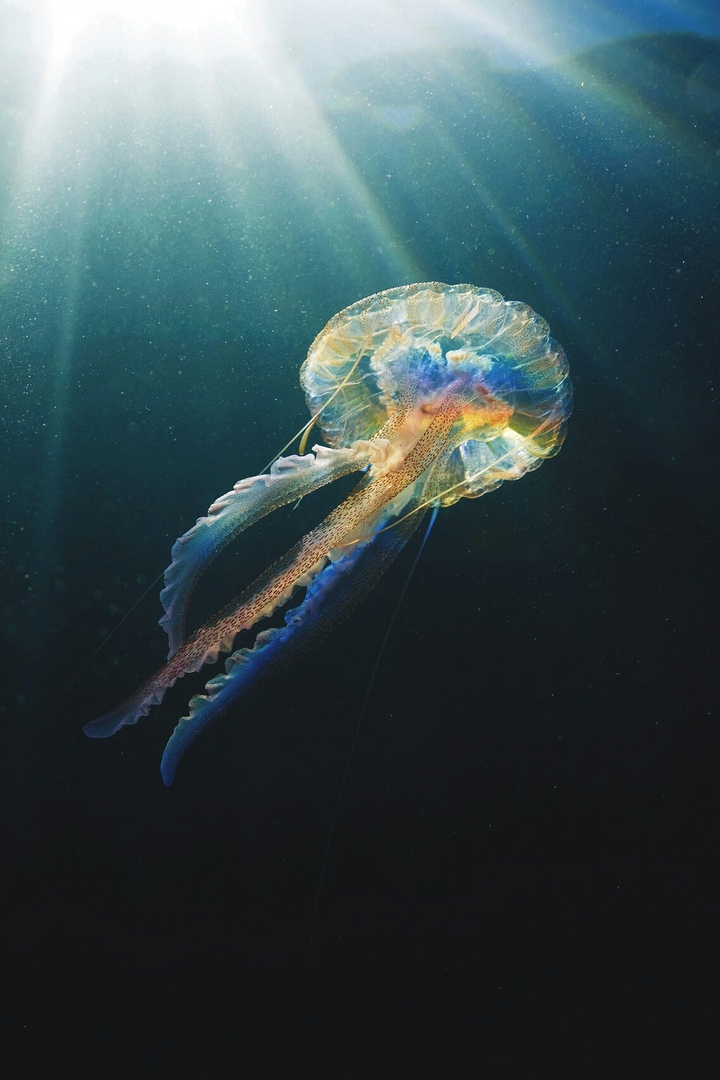 Jelly fish