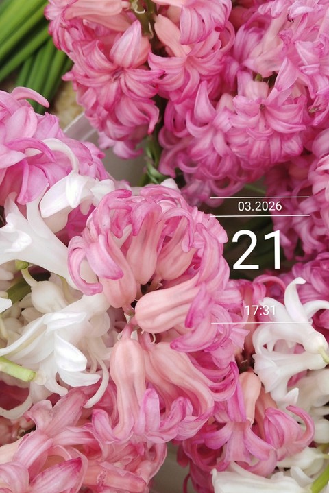 sfondi pink, hyacinth