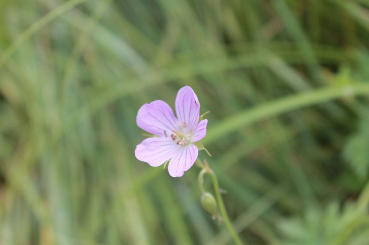 Geranium sp.