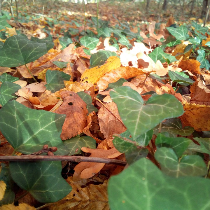 Forest in Fall