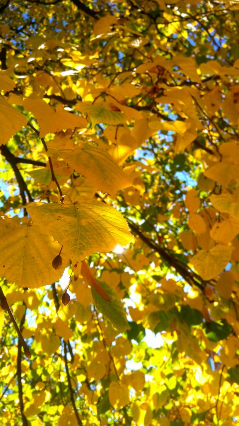 Beautiful autumn