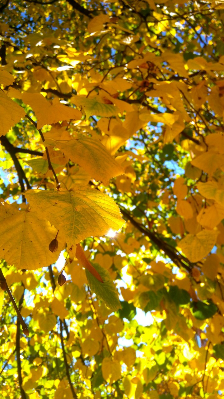 Beautiful autumn