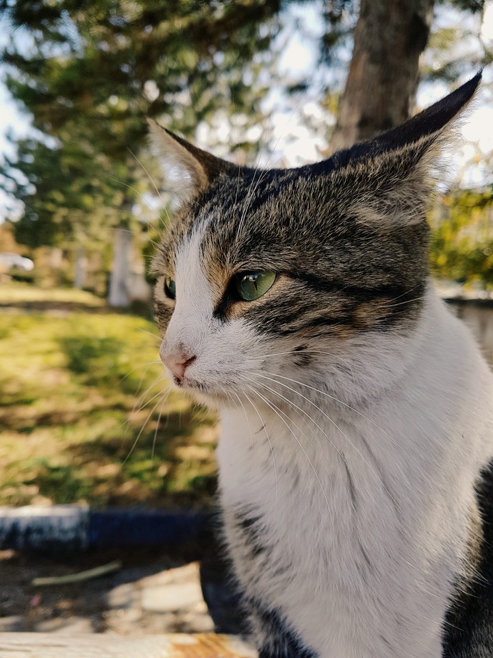 cat