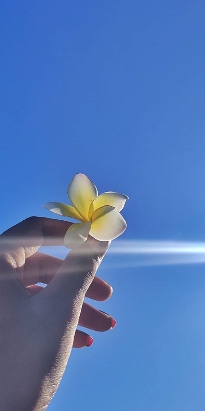 Flower of sun