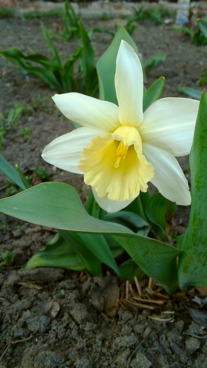 daffodil