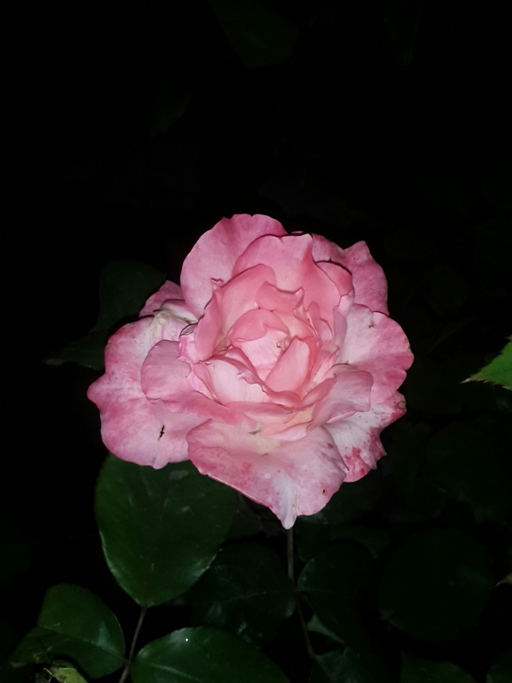 flores