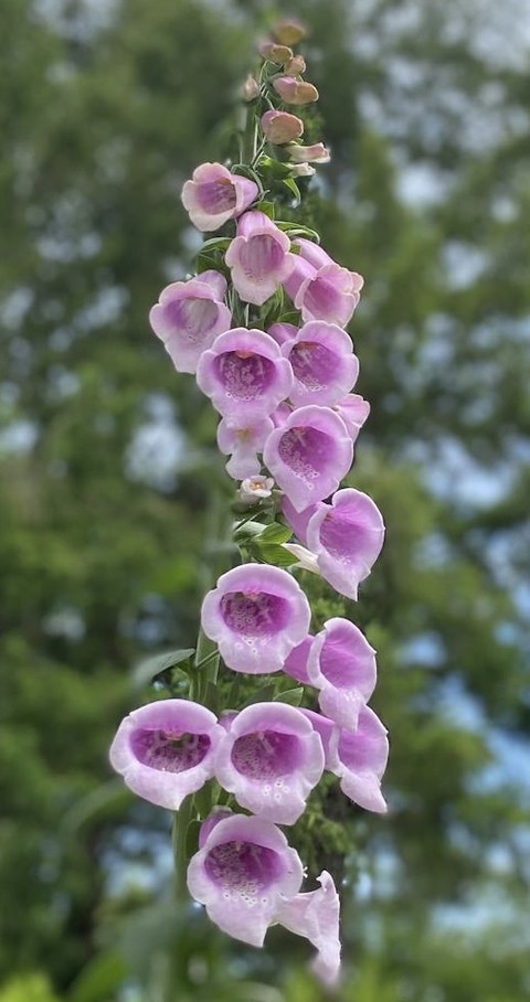 digitalis, magenta wallpapers
